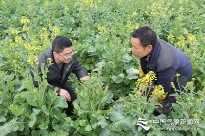 福泉:开展持续低温阴雨对特色农业影响调查