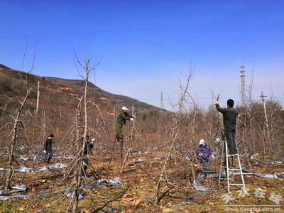 天水市果树研究所统筹推进疫情防控与科研业务工作(图)