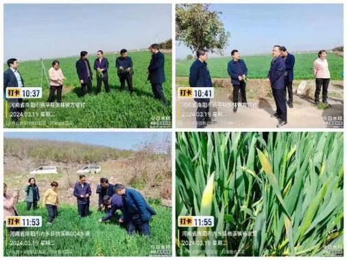李好海调研指导南阳春季麦田管理和重大病虫害防治工作内乡县发现小麦