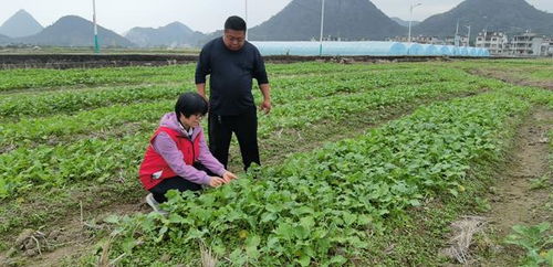 桂林市植物保护站科技特派员赴兴安开展科技服务工作