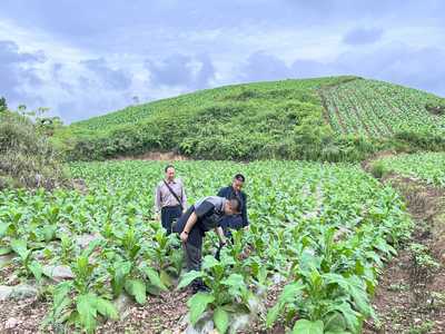 施秉县气象局深入烤烟示范基地开展精细化气象服务