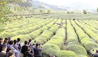 建瓯茶山 无人机防治病虫害