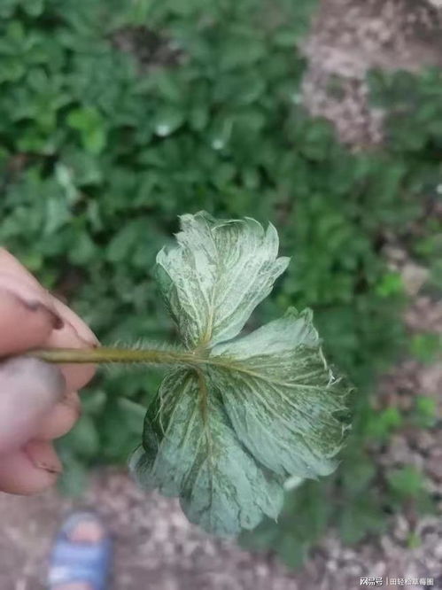 草莓圈关草莓苗种植技术育苗把握草莓发苗的最佳时机