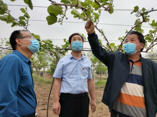 兴平市赵村镇 产业发展百花齐放 乡村振兴活力增强