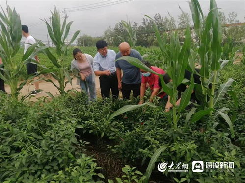 武城县农业农村局及时指导服务 强抓雨后管理