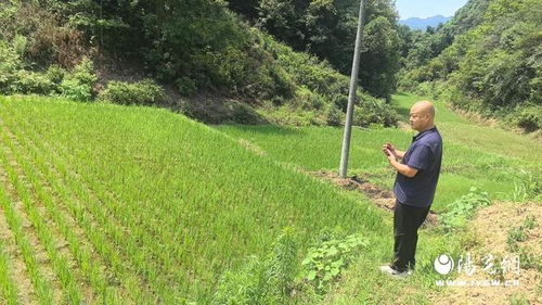 汉滨区大竹园镇 夏季田间管护忙