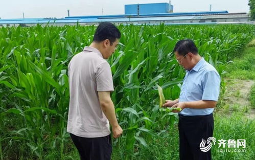 潍坊 适时开展雨后集中技术指导 夯实秋粮丰收基础