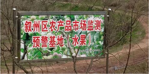 宜宾叙州区老科协到优质茵红李基地开展春季果园管理现场技术指导