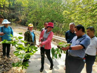 海南大学教授到景洪农场调研指导橡胶白粉病防治等病中虫害防治工作